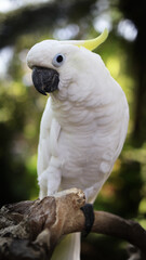 A Portrait of a White Cockatoo Parrot giving a Side Eye look on a natural Blurry Dark Green Background
