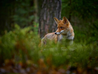Red fox (Vulpes vulpes) in natural enviroment forest