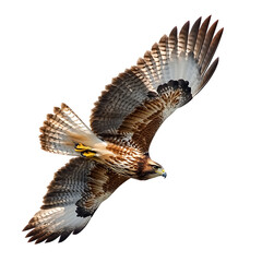 Fototapeta premium Flying Hawk, isolated on a transparent background