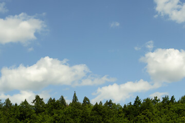 숲 길 맑은 하늘