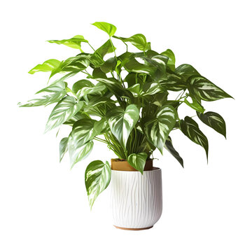 Epipremnum pinnatum house plant on transparent background. Generative ai design art.