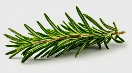 Fototapeta premium A single sprig of fresh rosemary with its needle-like leaves, isolated on a white background