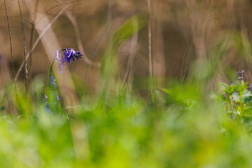 isolated bluebell