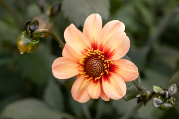 Close up of dahlia flower and bumblebee in garden