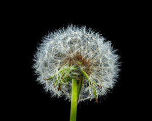 dandelion head