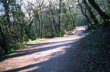 Pedestrian path for walks in the forest of the mountainous area.