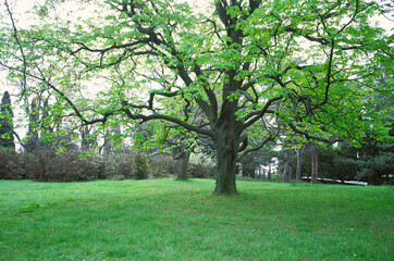 Lawns with trees in the recreation area of ​​the park.