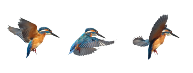Set Common Kingfisher in flight isolated on white background, alcedo atthis