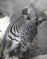 Zebra, black and white portrait