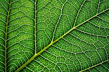 Obraz premium Minimalist detailed texture of leaf veins with a natural touch