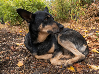 A black dog lies on the ground