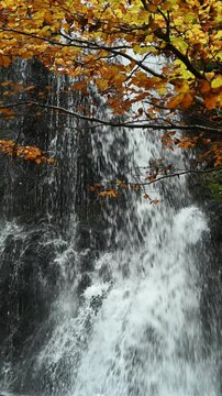 Vertical shot of a colorful autumn tree in front of a waterfall, Josefsthaler Wasserf&auml;lle, Bavaria