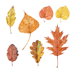 Set of fall leaves of pin oak, boxelder maple, birch, tilia cordata, bur oak and swedish whitebeam. Watercolor illustration.