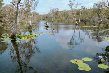 Fototapeta premium The ferryman takes traveler on a boat tour along the canals in the mangrove forest. This is an eco tourism area