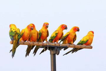Colorful Sun conure parrots perched on a parrot stand.