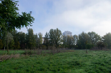 Paisajes de bosque otoñal y campo con niebla