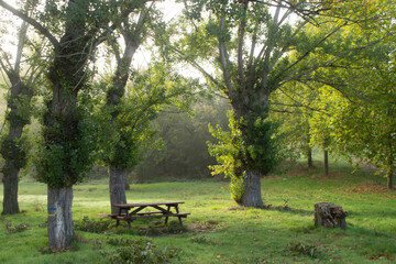 Paisajes de bosque otoñal y campo con niebla