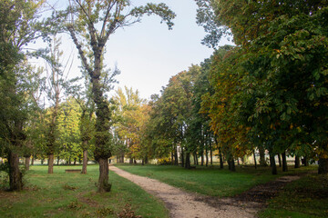 Paisajes de bosque otoñal y campo con niebla