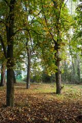 Paisajes de bosque otoñal y campo con niebla