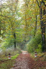 Paisaje con camino atravesando un bosque de otoño de Burgos, España