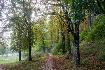 Paisaje con camino atravesando un bosque de otoño de Burgos, España