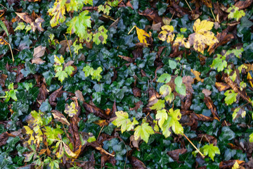 Fondo de hojas secas de otoño con castañas