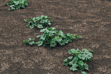field of young watermelon shoots