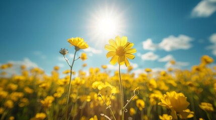 Fototapeta premium Bright yellow flowers basking in sunlight on a warm, sunny day in a vibrant field