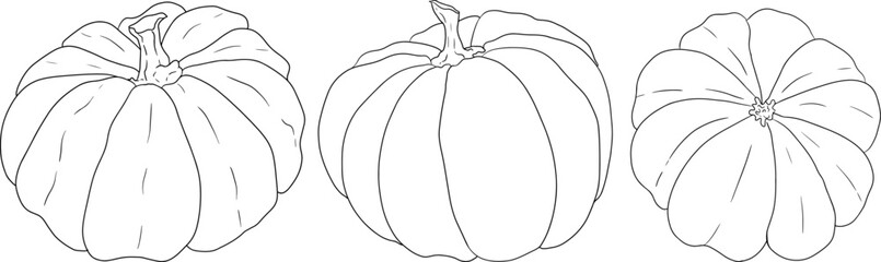 Hand drawn illustration or coloring pages of different types of pumpkins. Autumn vegetable, fall gourd. Seasonal, Halloween and Thanksgiving decoration.	