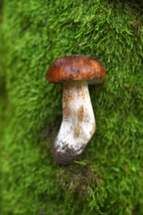 Polish mushroom growing in the forest