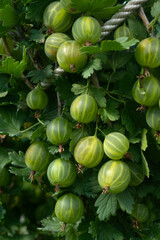 Lots of green gooseberries on a bush in the garden