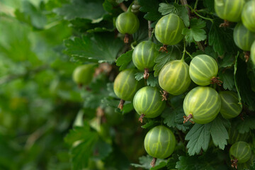 Lots of green gooseberries on a bush in the garden