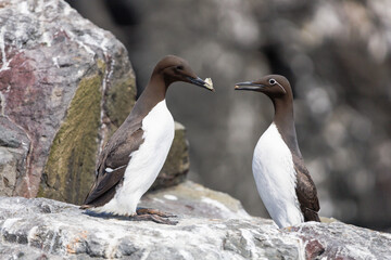 guillemot feeding another on the Farne Islands