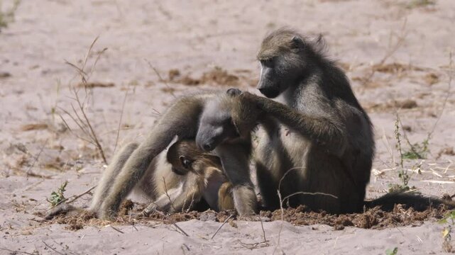 Baboon picking fleas in Chobe National Park in Botswana 