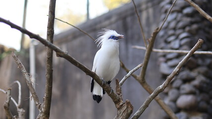White Bali Myna or Bali Starling endangered bird singing sitting on a tree branch