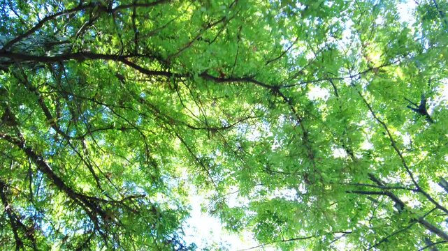 Dolly, POV shot of the tunnel of the green tree leaves with sunlight in the blue sky. 4K