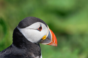 close up of puffin on farne islands