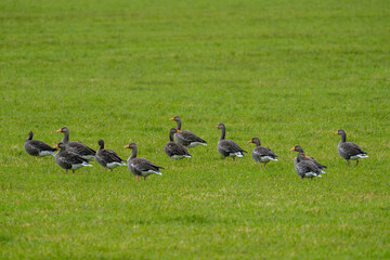 Flock of Graylag Goose, Anser anser, autumn, Iceland
