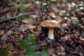 A close-up view of a white mushroom, known as king bolete or porcini (scientific name: Boletus edulis), growing in the forest, nestled among the moss and fallen leaves. 