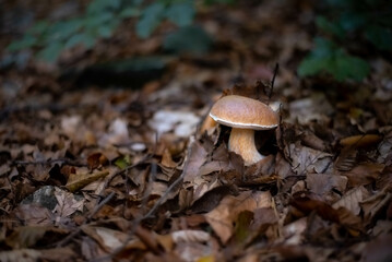A close-up view of a white mushroom, known as king bolete or porcini (scientific name: Boletus edulis), growing in the forest, nestled among the moss and fallen leaves. 