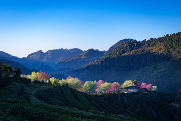Beautiful natural cherry blossoms, Prunus Cerasoides pink flowers, or wild Himalayan cherry, are...