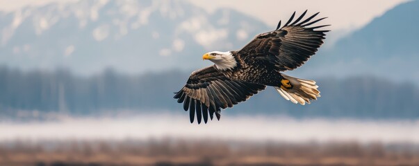 Obraz premium Bald eagle in flight with wings spread wide over a misty wilderness with mountains in the background