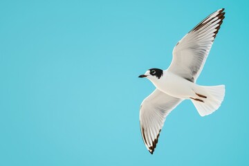 Fototapeta premium Black-headed gull soaring through clear blue sky with wings spread wide