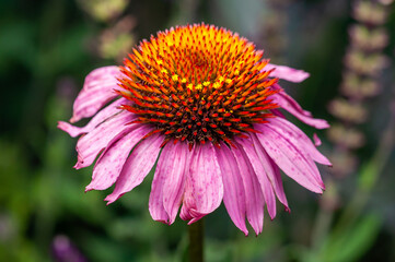 Close-up of a vibrant Echinacea flower with orange and pink petals in full bloom.