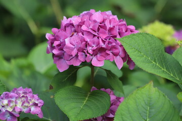 Hydrangea macrophylla. Pink blooming hydrangea, Hortensia flowers.