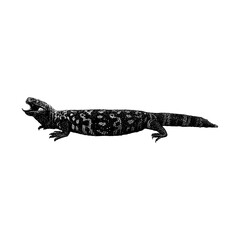 Gila Monster hand drawing vector isolated on background.