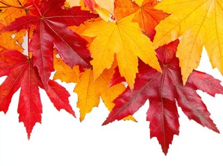 An autumn maple leaf isolated on a transparent background, a png stock photo file