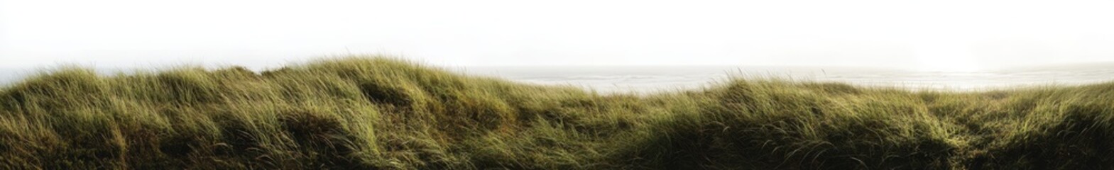 Fototapeta premium Grass border on transparent background with horizon. Green field frame and background.