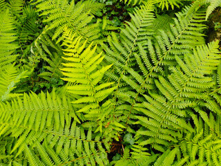 green fern leaf texture
