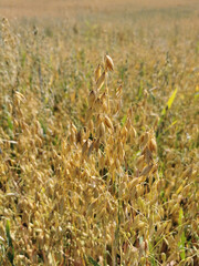 Fototapeta premium autumn oat field